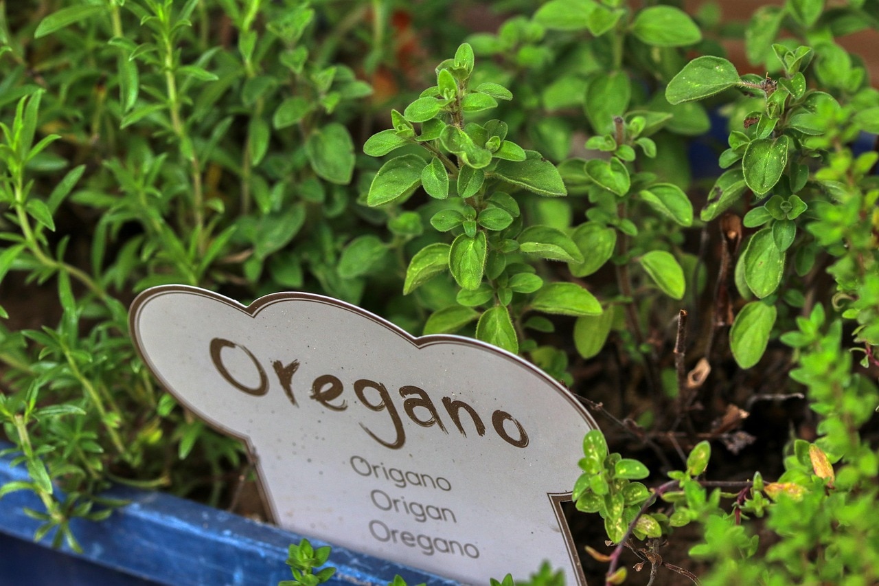 पिज़्ज़ा का असली फ्लेवर चाहिए? बालकनी में लगाएं Greek Oregano का पौधा