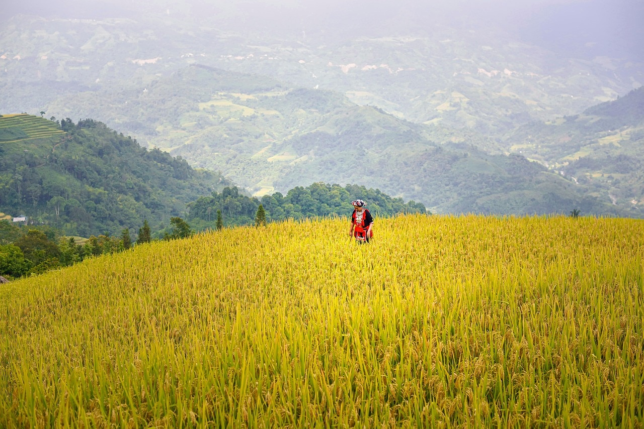 दलहनी फसलों को कीट प्रकोप से बचाने के लिए फॉलो करें ये टिप्स, मिलेगा छुटकारा