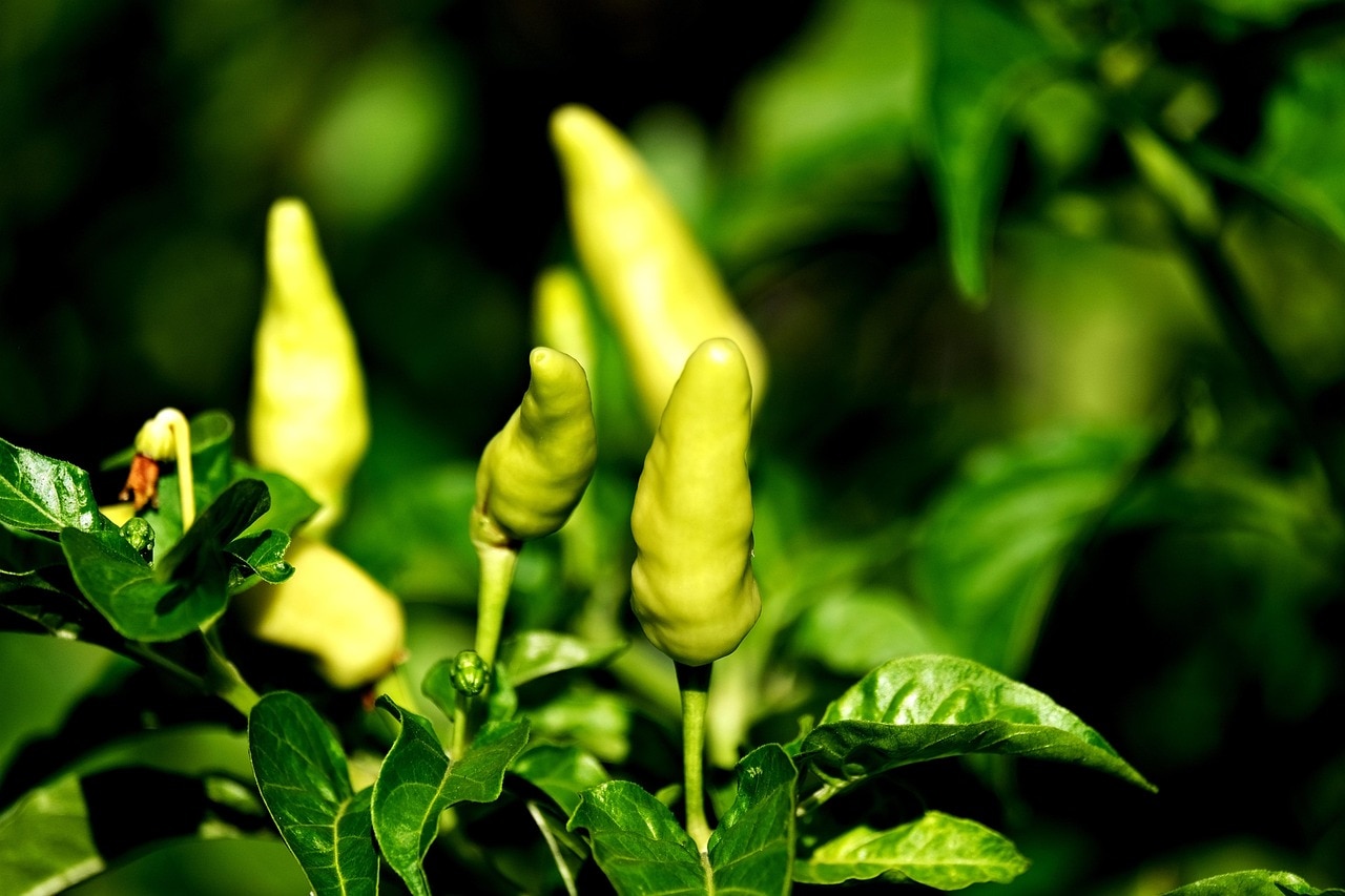 गमले में आसानी से उगाएं हरी मिर्च, बाज़ार से खरीदने की नहीं होगी जरूरत