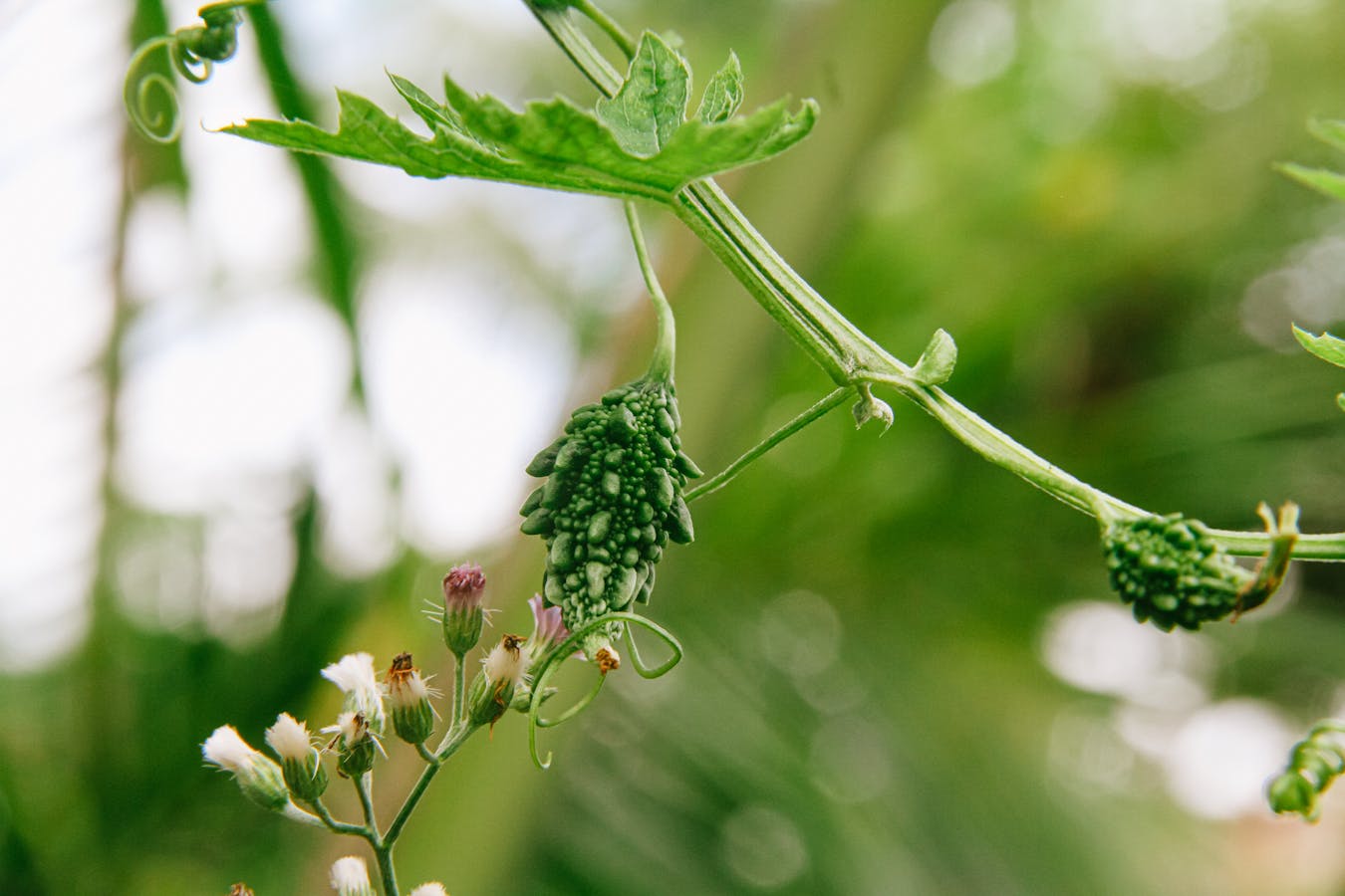 घर पर ऐसे उगाएं करेला, बालकनी से मिलेगी ताज़ी सब्ज़ी