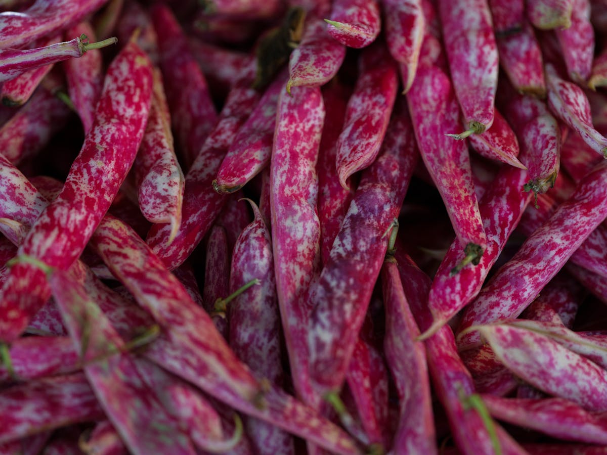 घर पर उगाएं राजमा, बालकनी या गमले में भी होगी शानदार पैदावार