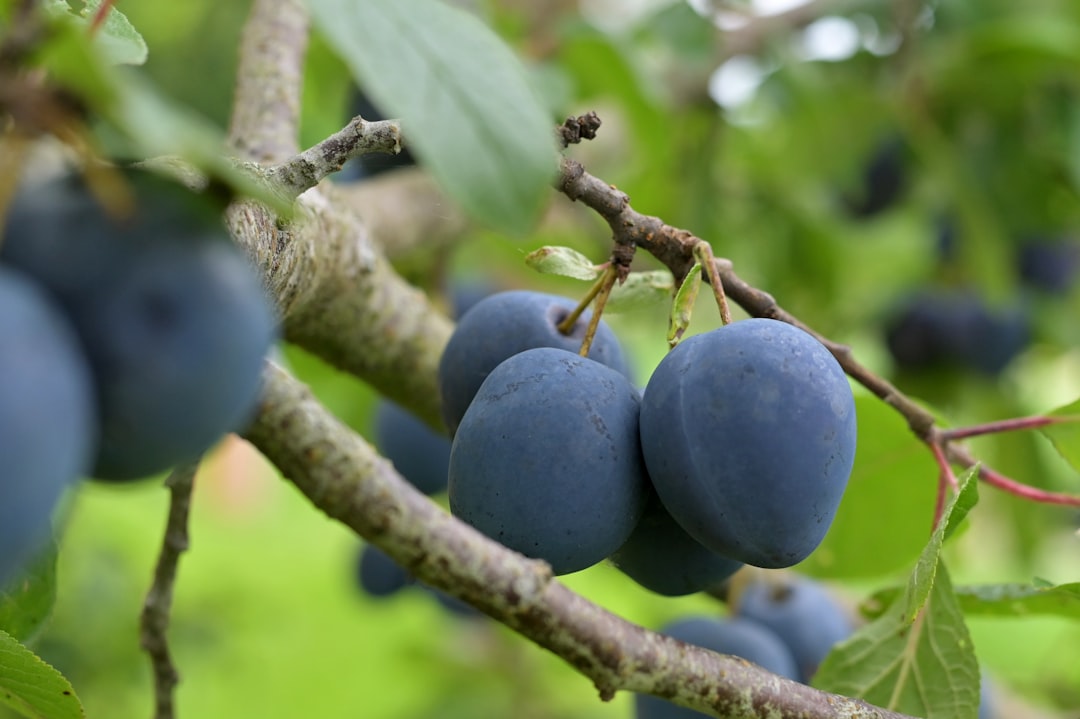 घर में उगेंगे लाल-रसीले आलूबुखारे, जानें आसान तरीका और केयर टिप्स