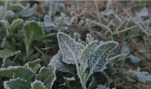 सरसों के खेत में जमी बर्फ, माइनस में पारा, फतेहपुर शेखावाटी में ठंड ने तोड़ा रिकॉर्ड