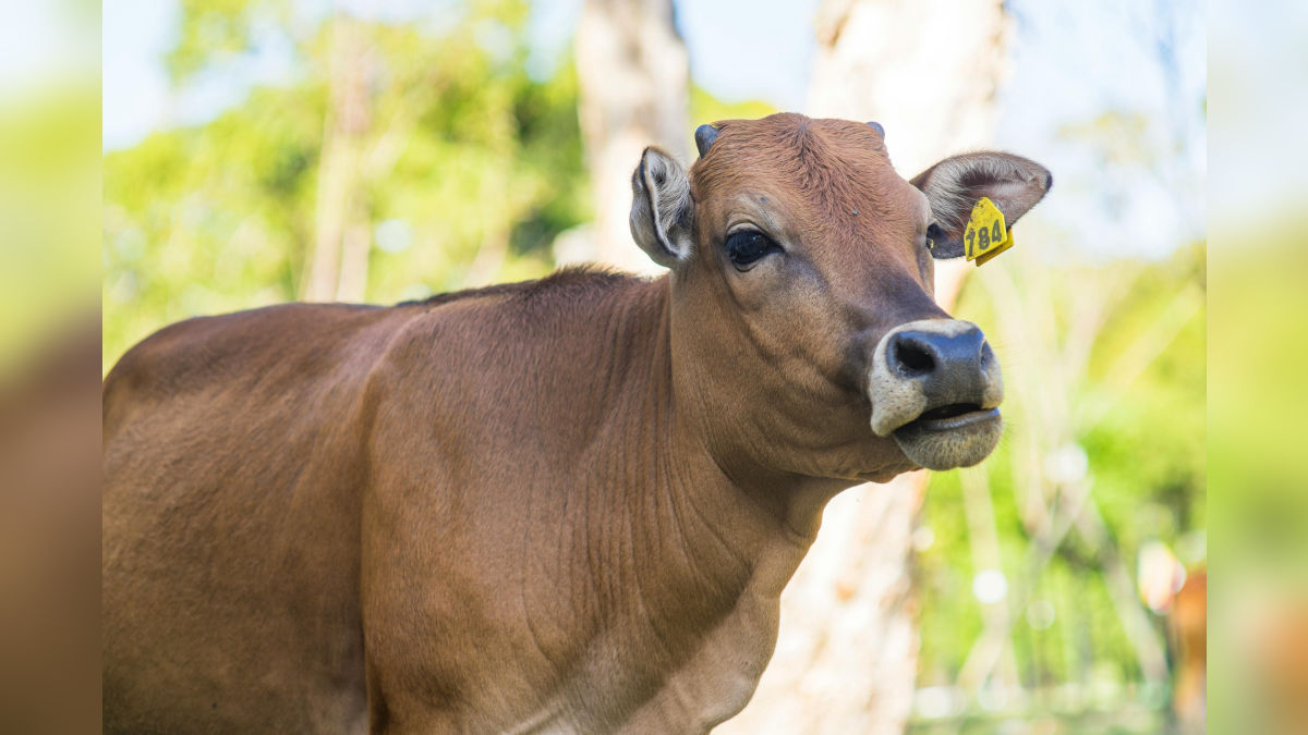 पहाड़ों पर पाई जाती है खास नस्ल की देसी गाय, बाल्टी भरकर देती है दूध!