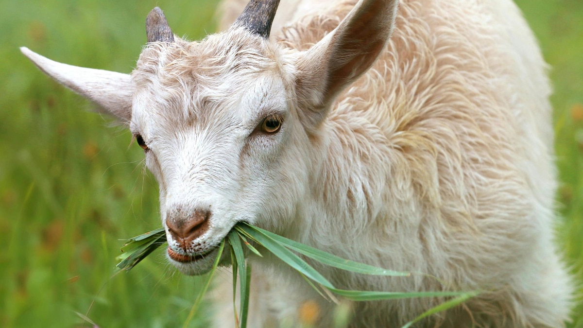 पहाड़ों की खास नस्ल है चिगू बकरी, जानें खासियत...