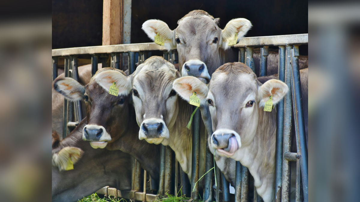 हरियाणा गाय है भारत की फेमस देसी नस्ल, जानें खासियत