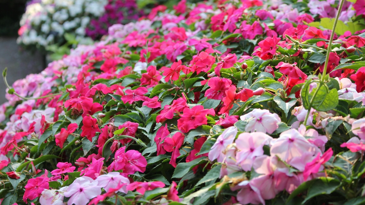 गार्डन में खिलेंगे रंग-बिरंगे खूबसूरत फूल, फटाफट बोएं बेस्ट क्वालिटी के ये मिक्स बीज