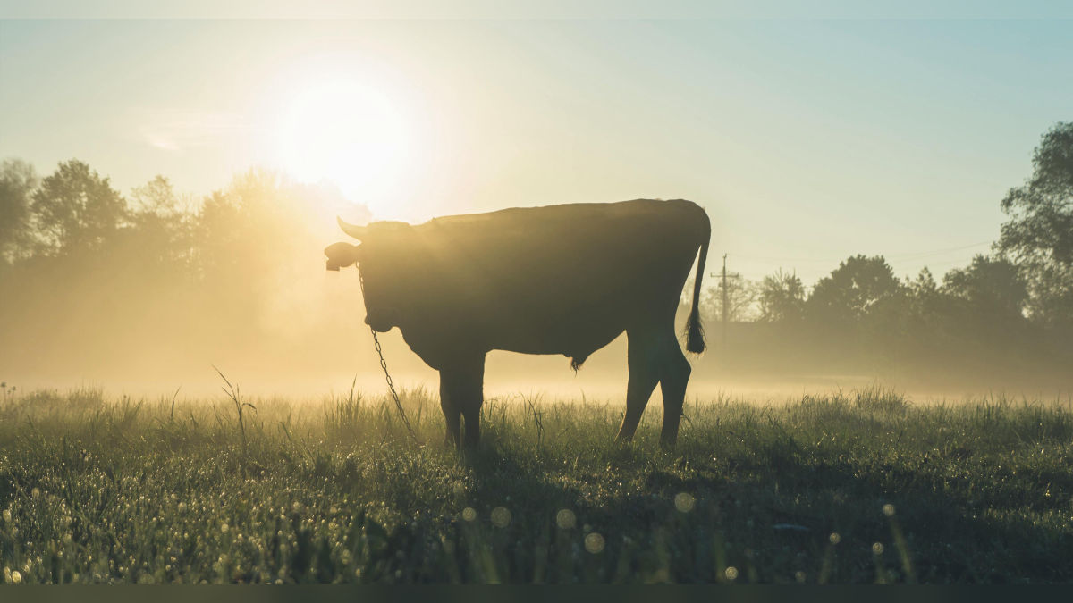 औषधीय गुणों से भरपूर दूध देती है दुनिया की ये सबसे छोटी गाय, जानें खासियत