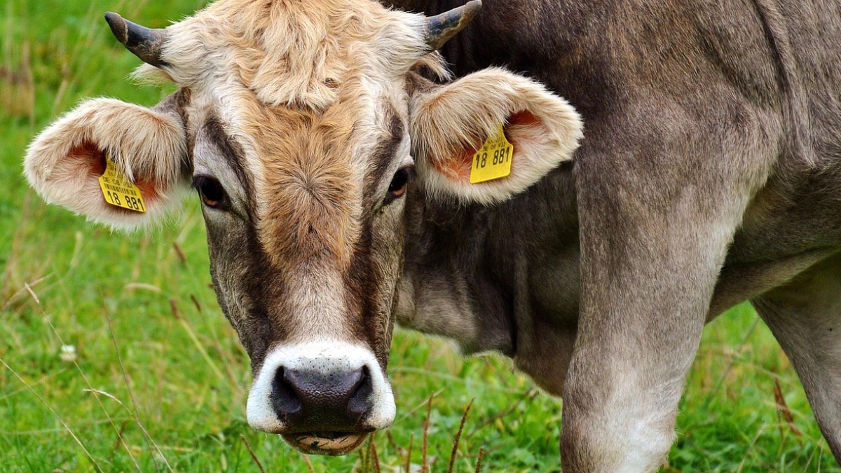 इस गलती से पेट में भर जाते हैं कीड़े... पशुओं को भूलकर भी ना दें ये चारा