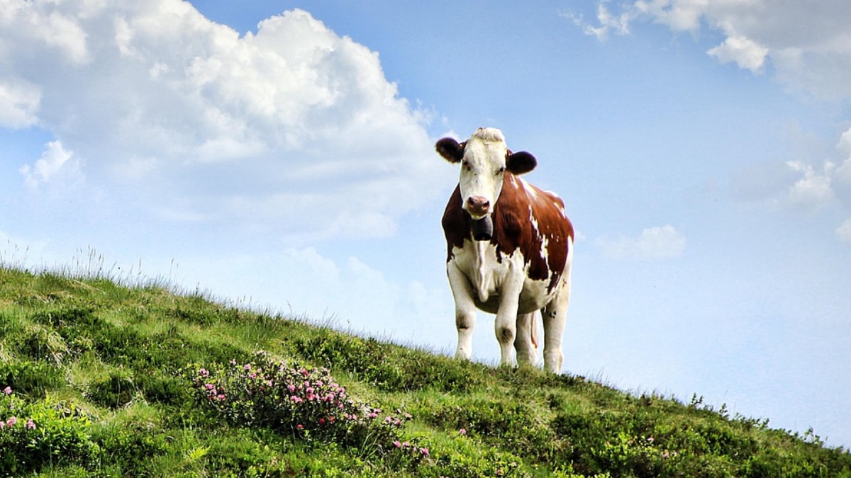उत्तराखंड के पहाड़ों पर रहती है बद्री गाय, जानें खासियत