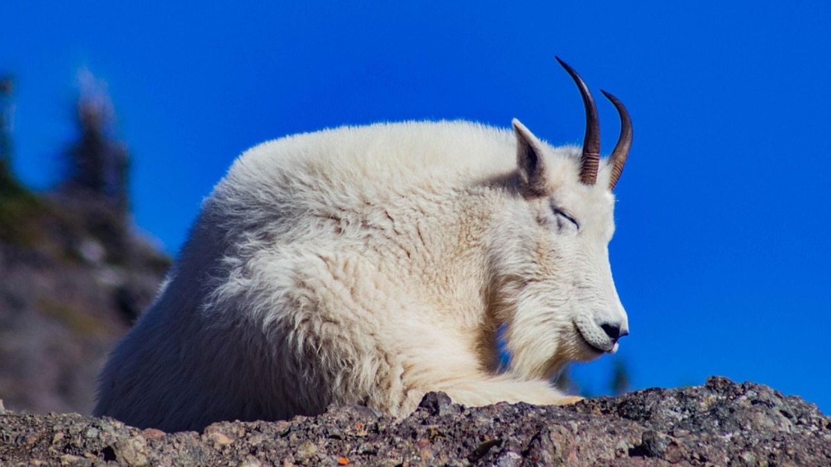 हाई क्वालिटी ऊन का खजाना है कश्मीर की ये बकरी... जानें खासियत