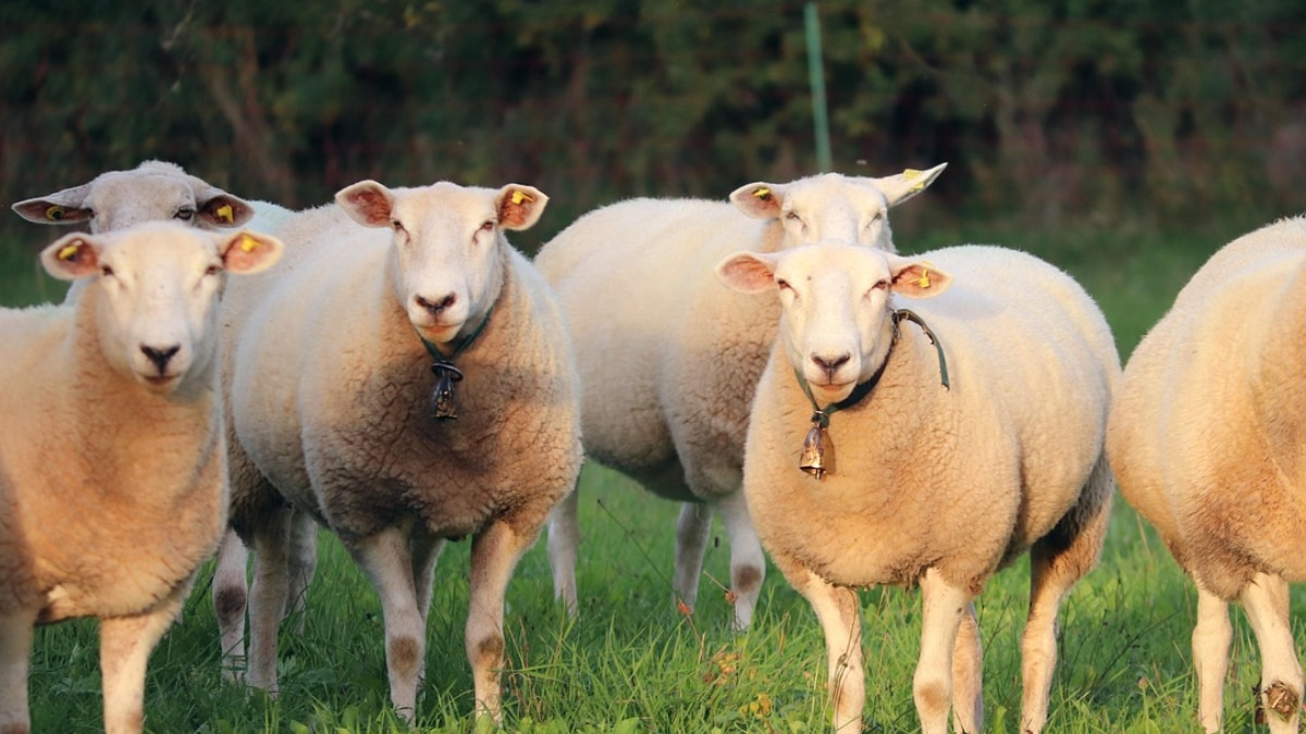 पहाड़ों पर मिलती है खास नस्ल की गद्दी भेड़… जानें खासियत