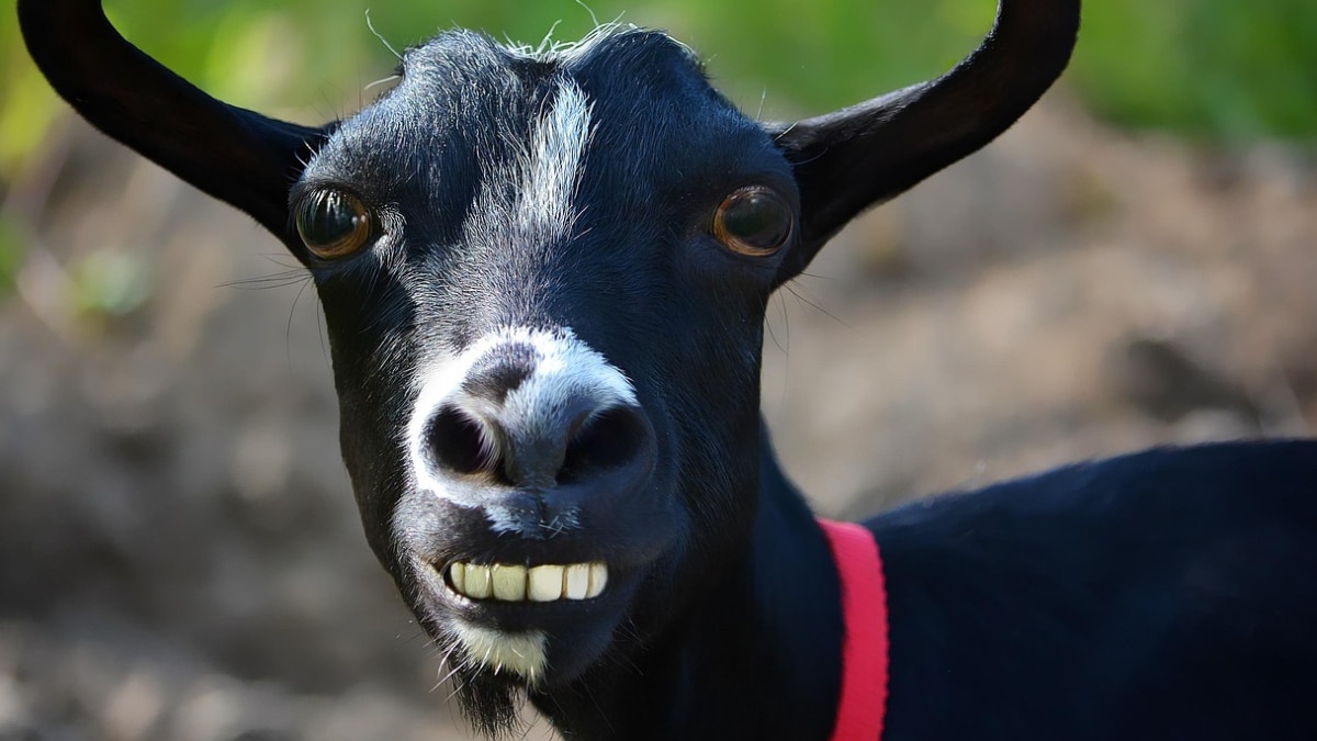 कद में छोटी पर बेहद काम की... जानें ब्लैक बंगाल बकरी की खासियत