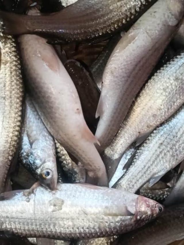 পার্শে মাছ খেলে শরীরে এসব মিরাকেল হয়, শুনলে চমকে উঠবেন