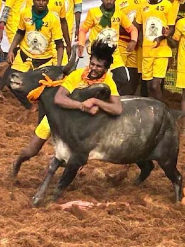 बैलों को काबू करने के लिए लोगों ने लगाई जान की बाजी, देखें जल्लीकट्टू का वीडियो