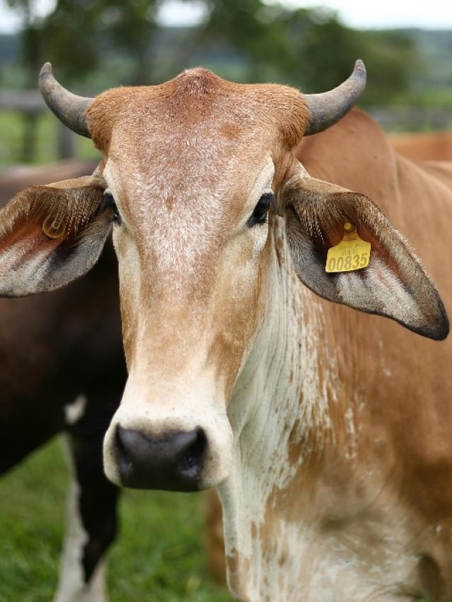 दुधारू पशुओं को कब और कितना पानी पिलाना चाहिए? जान लीजिए