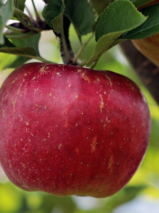 चाइना में एक किलो सेब कितने का मिलता है