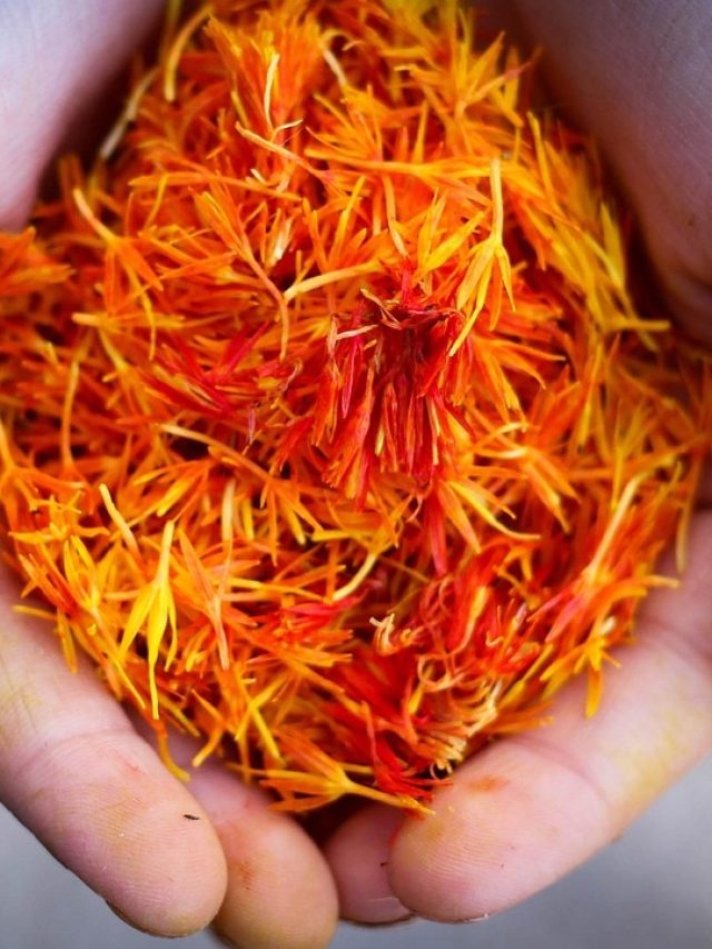 घर पर उगाएं लाखों की कीमत वाला केसर, इन जरूरी बातों का रखें ख्याल