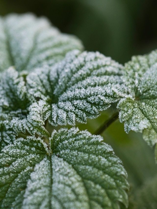 पाले में बर्बाद ना हो जाए गेहूं, बचाने के लिए अपनाएं ये तरीके