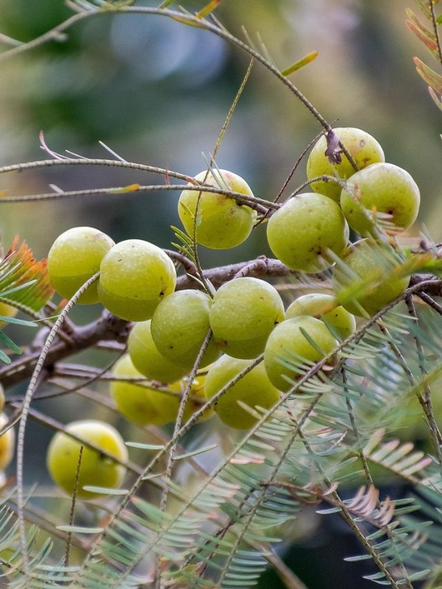 गमले में भी उगा सकते हैं आंवला, जानें आसान तरीका