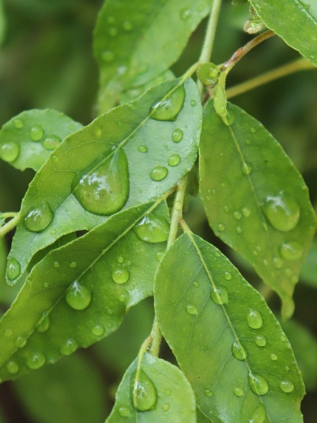 गर्मियों में पत्तों से लदा रहेगा करी पत्ता, जल्द कर लें ये जरूरी काम