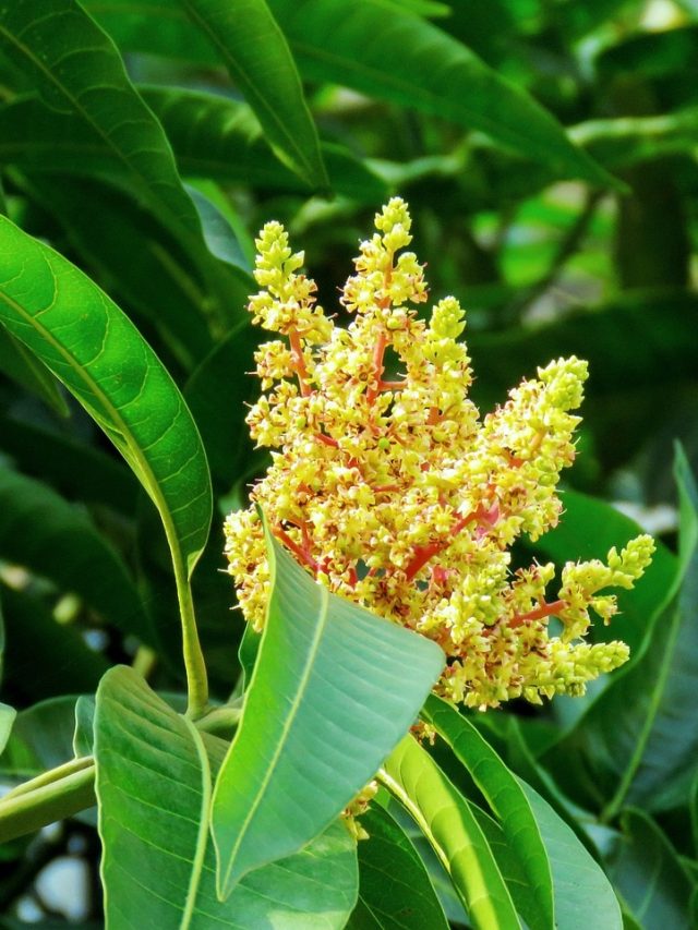 जनवरी‑फरवरी में आम के पेड़ पर करें ये स्प्रे, बौर और फल से लद जाएगा