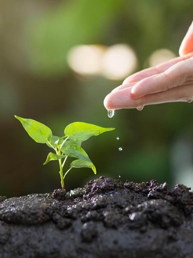 पौधों के लिए कैसा पानी सबसे सही, जान लें एक्सपर्ट्स की राय