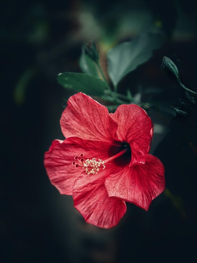 गुड़हल के पौधे में नहीं आ रहे ज्यादा फूल? अपनाएं ये घरेलू फॉर्मूला