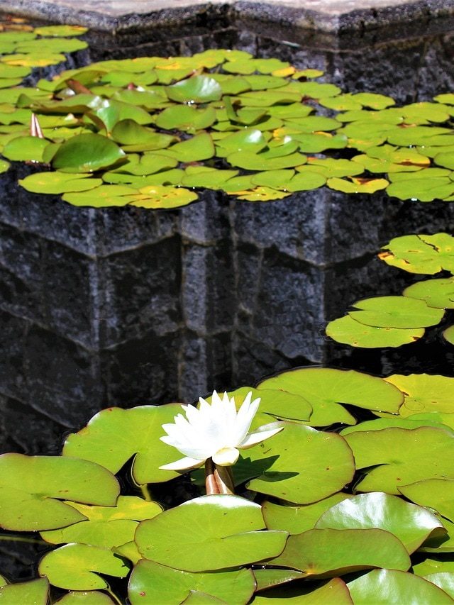 घर में उगाए जा सकते हैं मखाने, जानें क्या है तरीका