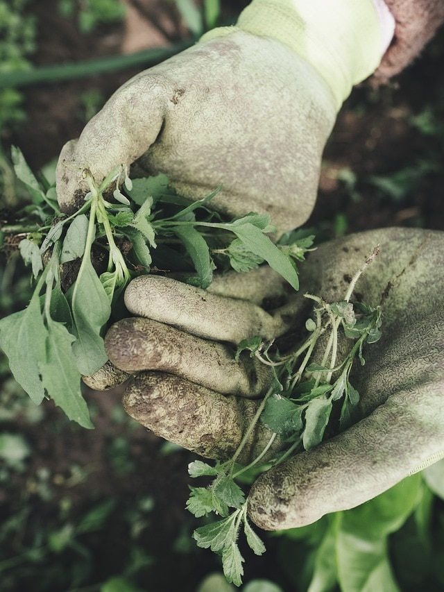 बगीचे से हटानी है अनचाही घास? इन नेचुरल तरीकों से पाएं छुटकारा