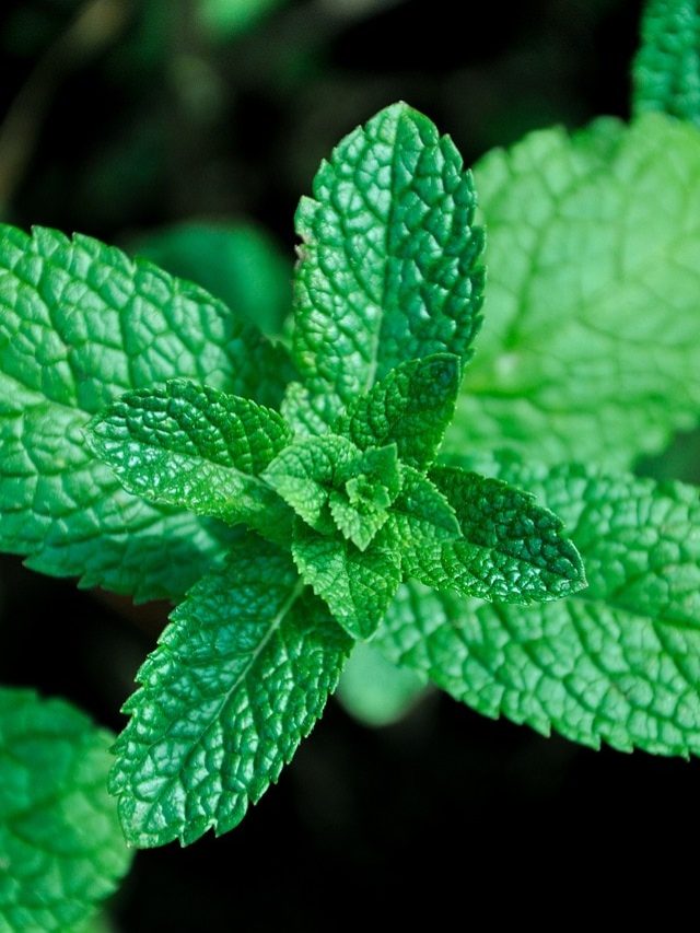 बिना मिट्टी के घर में उगाएं पुदीना, पानी में भी उगता है खिला-खिला