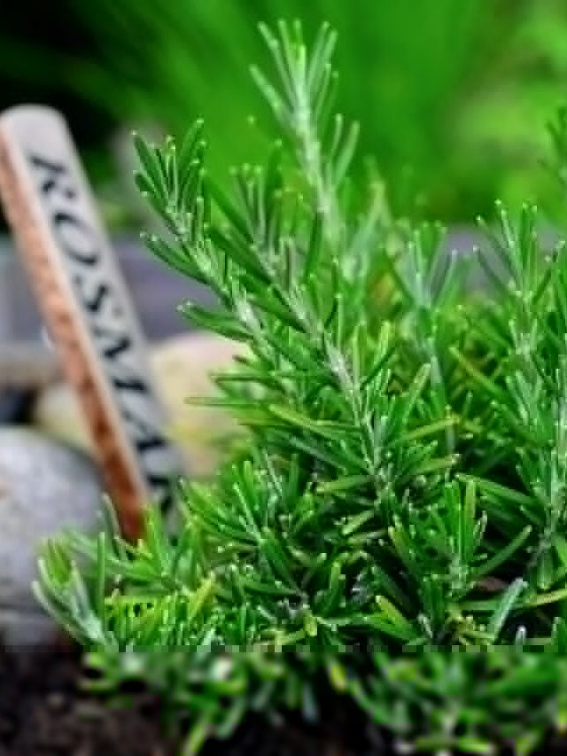 सर्दियों में खत्म न हो जाए रोज़मेरी का पौधा, ऐसे रखें ख्याल