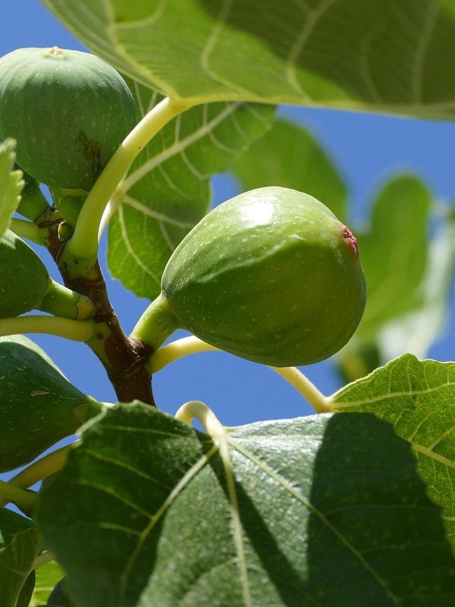 अंजीर की अच्छी पैदावार के लिए इस तरह करें छटाई, सेहतमंद रहेगा पौधा