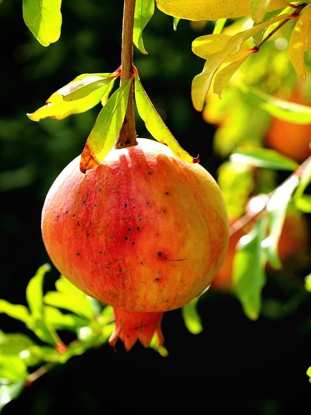 घर की खूबसूरती बढ़ाता है मिनी अनार का पौधा, गमले में लगाने का ये है तरीका