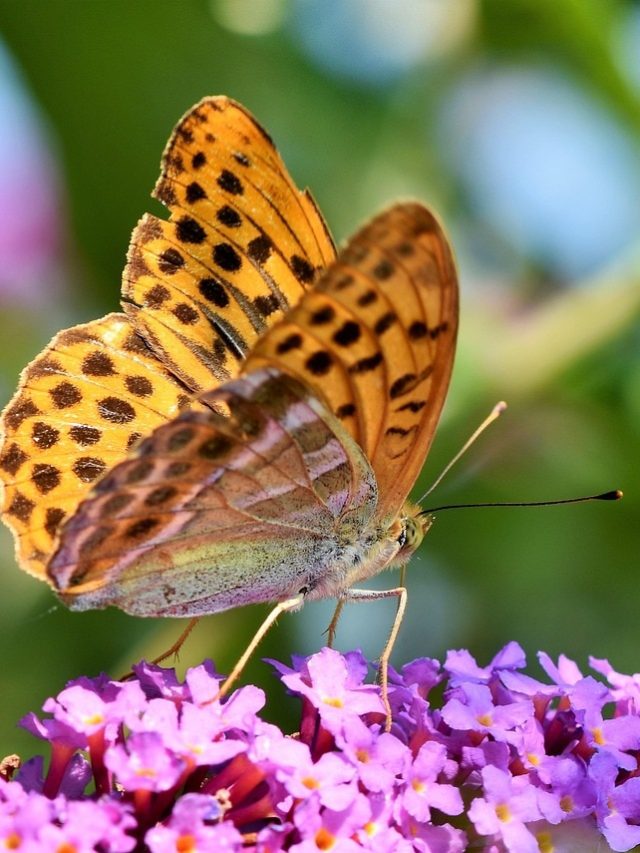 गार्डन में रहेगा तितलियों का बसेरा, बस लगा लें ये रंग-बिरंगे फूल