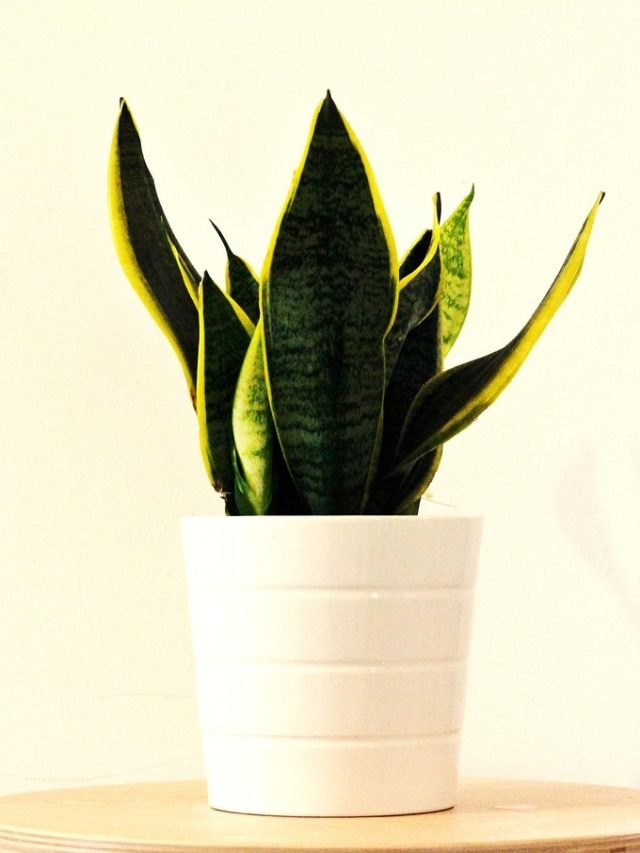 अच्छी ग्रोथ के लिए घर के किस हिस्से में रखें स्नेक प्लांट?