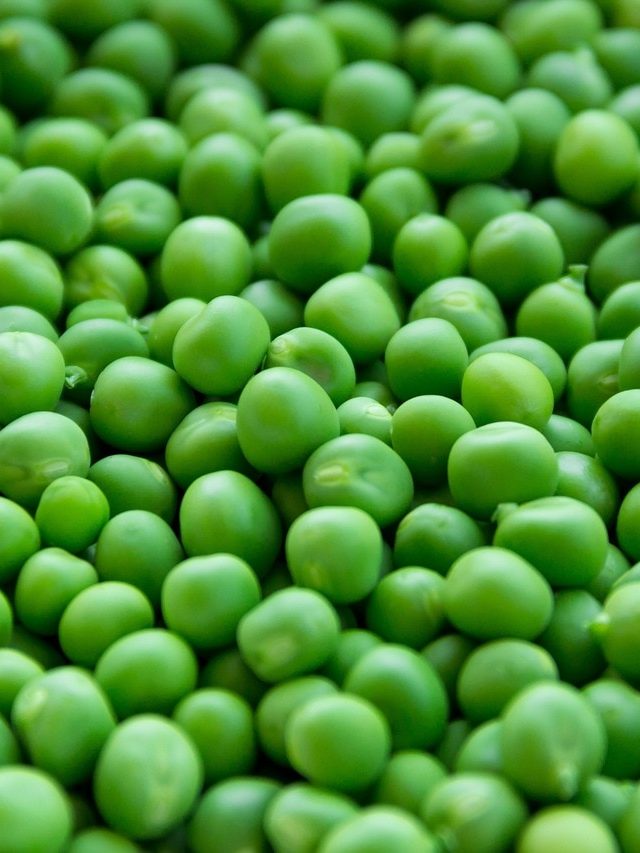 এভাবে রাখলে গরমকালেও মটরশুঁটি  খেতে পারবেন,উপায় জানা আছে?