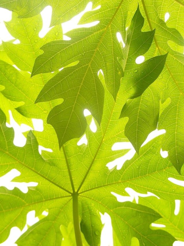 ১৫ দিনে মাথায় কালো চুলের বাগান হবে, এই পাতার গুণ জানেন?