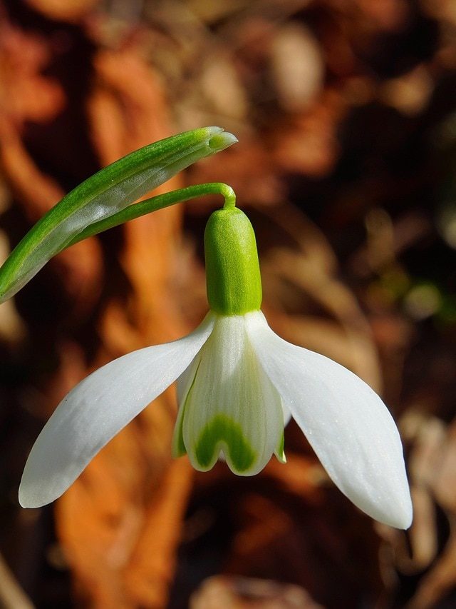 नहीं बढ़ रहे गमले में लगे पौधे? इन घरेलू फर्टिलाइज़र से जल्दी आएंगे फूल-फल