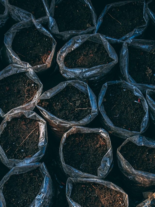 मुरझाने लगते हैं नर्सरी से लाए पौधे? तैयार करें ये  Soil Mix