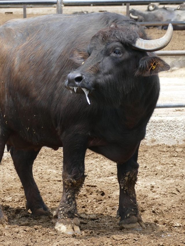 पशुपालकों के लिए खज़ाना है ये भैंस, रोज़ देती है बाल्टी भर-भर दूध