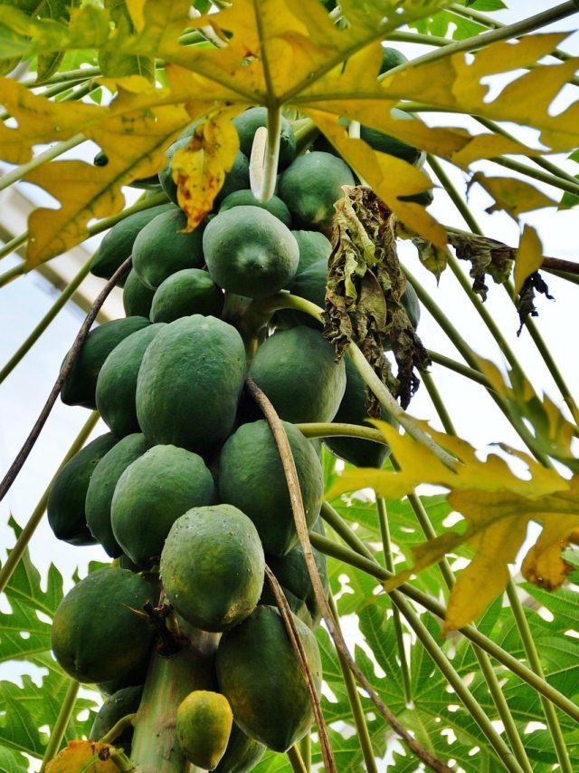 বাড়ির সামনে পেঁপে গাছ থাকলে জীবনে এসব ঘটবেই, শুভ নাকি অশুভ?