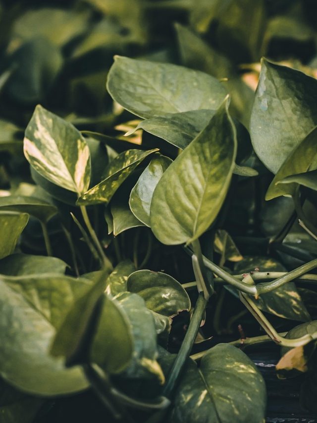 क्या काला हो रहा आपका मनी प्लांट? कहीं ये गलतियां तो नहीं कर रहे आप