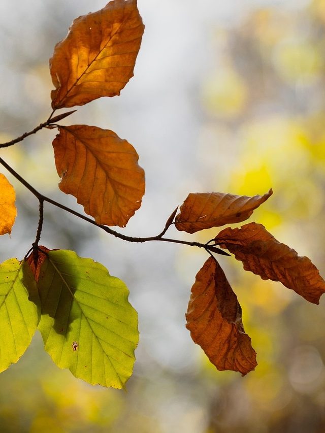 पानी न मिलने से मुरझा गए पौधे? अब इन टिप्स से करें तरोताज़ा