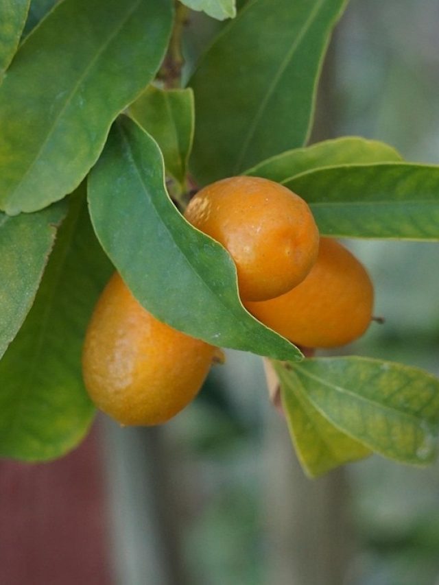 गमले में फल देंगे ये 7 पौधे, छोटी जगह में भी आसानी से उगाएं