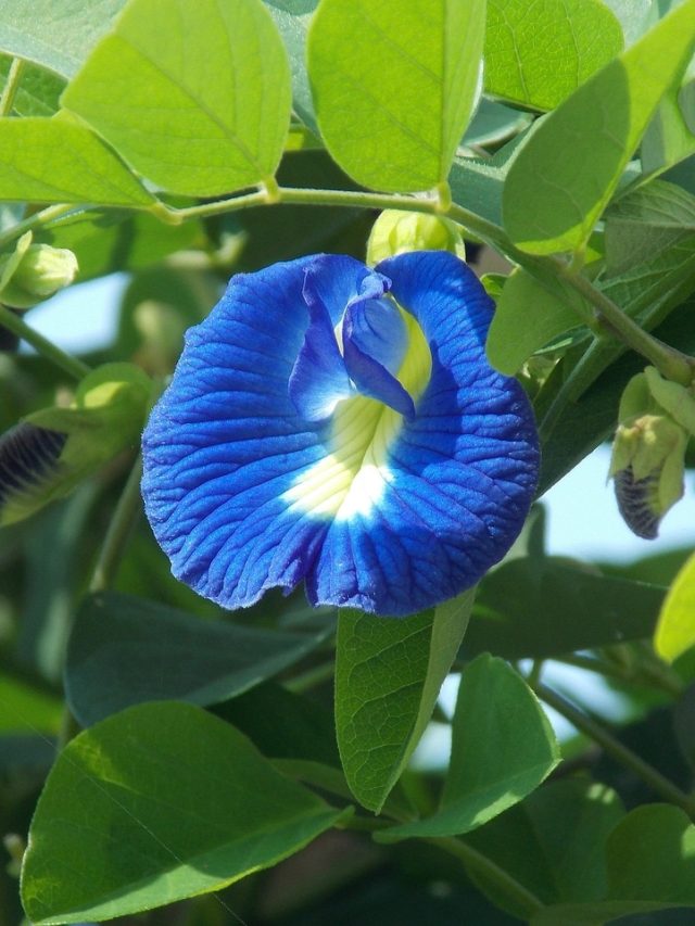 कड़ाके की ठंड में खत्म हो रहा अपराजिता का पौधा? ऐसे रखें ख्याल