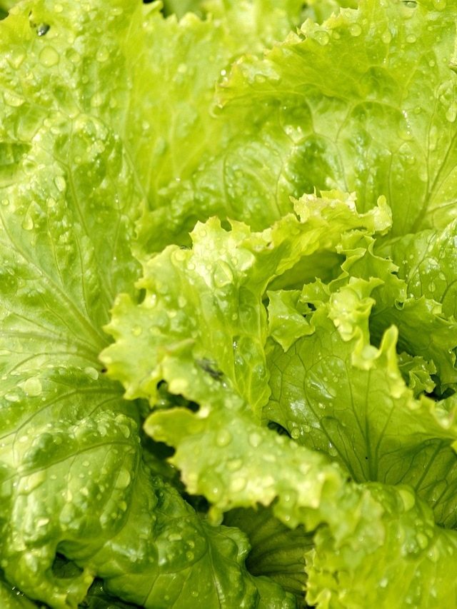 घर पर उगाएं महंगी सलाद की पत्तियां, परफेक्ट बनेगा बर्गर