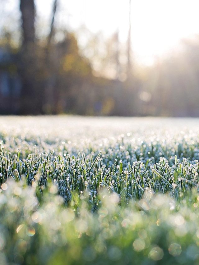 ठंड-शीतलहर में बर्बाद न हो जाए फसल, पाले से बचाव के लिए अपनाएं ये देसी उपाय