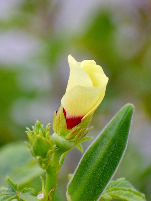 घर पर उगाएं केमिकल‑फ्री ताज़ी भिंडी, जानें स्टेप बाय स्टेप पूरा प्रोसेस