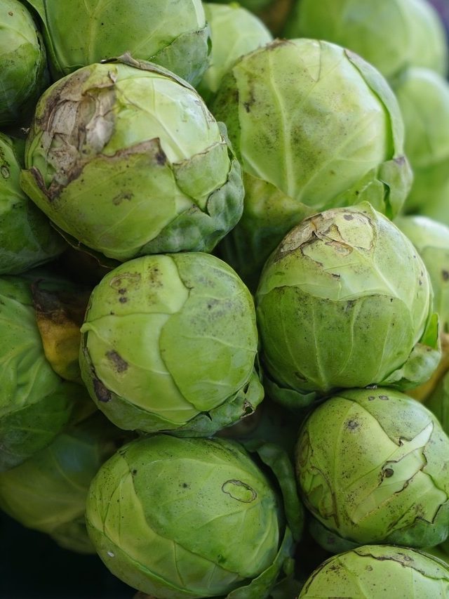 নকল বাঁধাকপিতে বাজার ছেয়েছে, আসল চিনুন ৫ উপায়ে